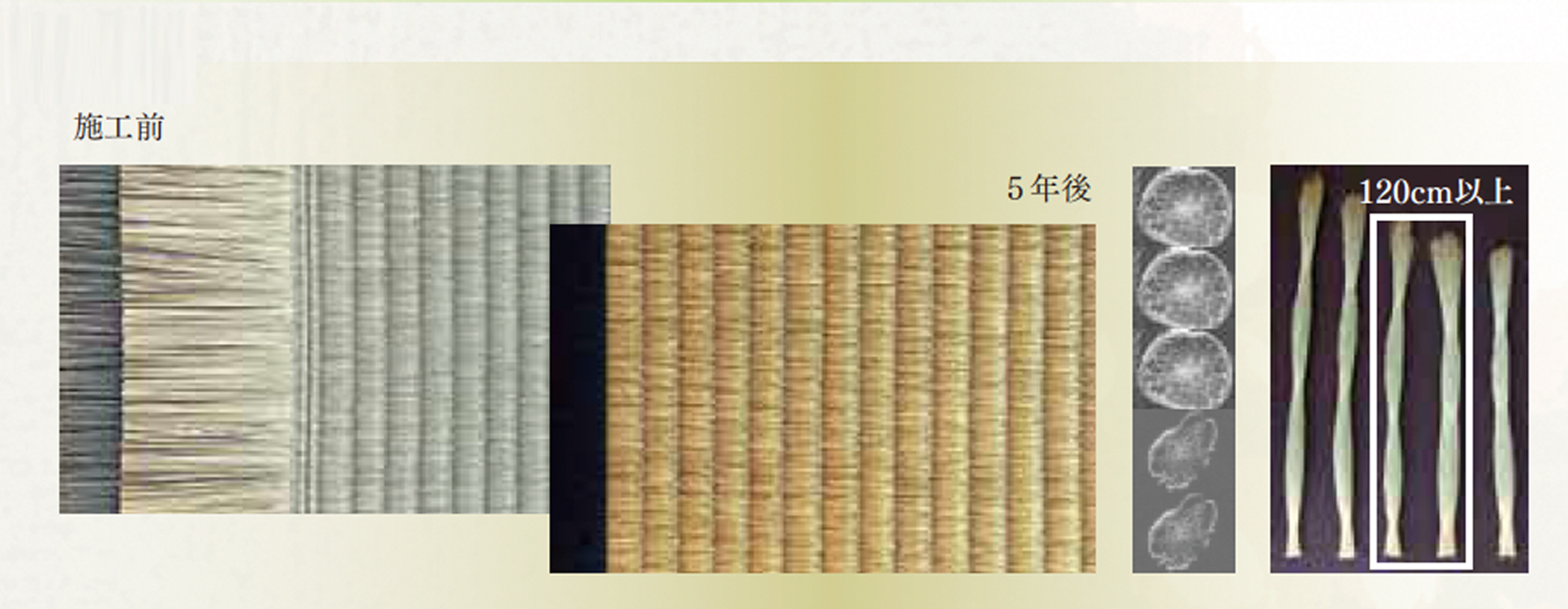 [公式]安城市・高浜の杉浦畳店|畳張替え/襖張替え/障子張替え/網戸張替えはお任せ下さい